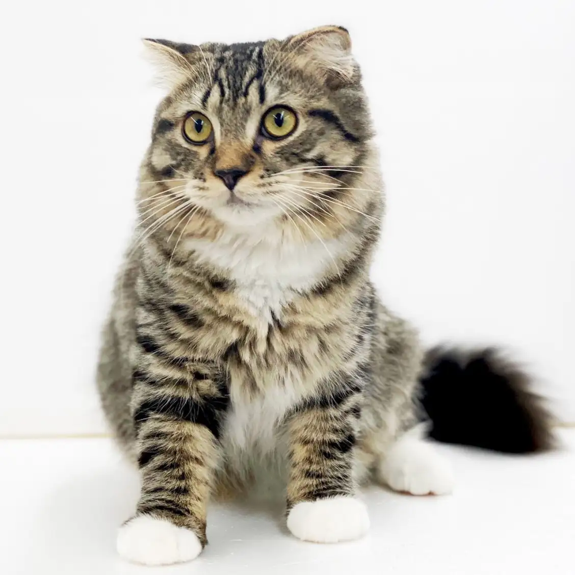 スコティッシュフォールド