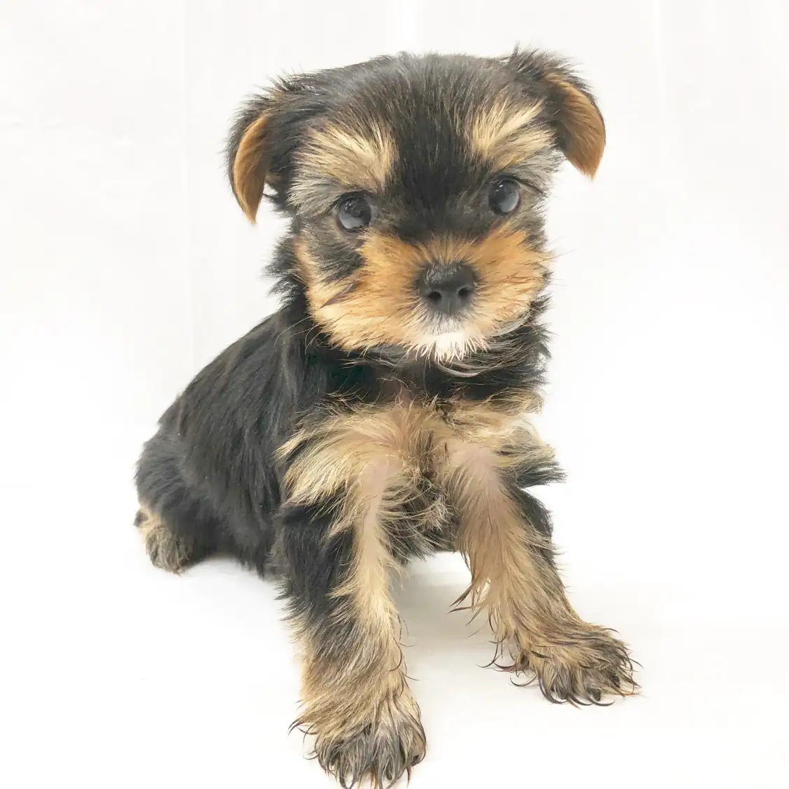 ヨークシャーテリア