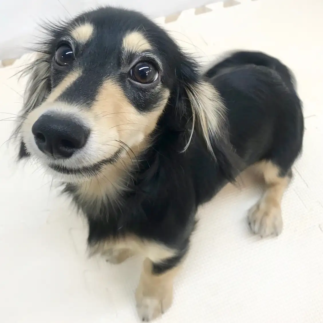 カニンヘン・ダックスフント