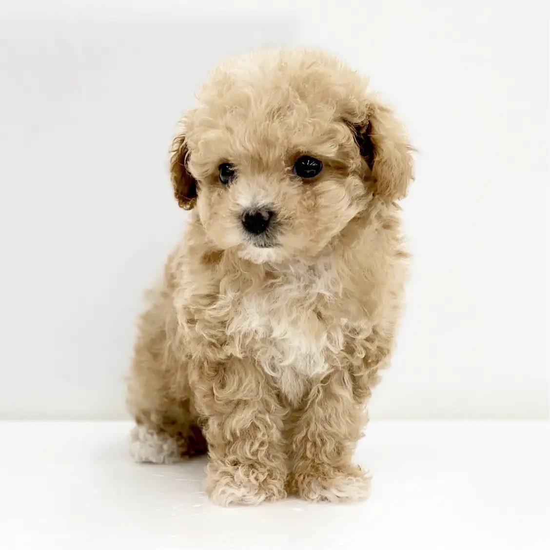 MIX（トイプードル×マルチーズ）