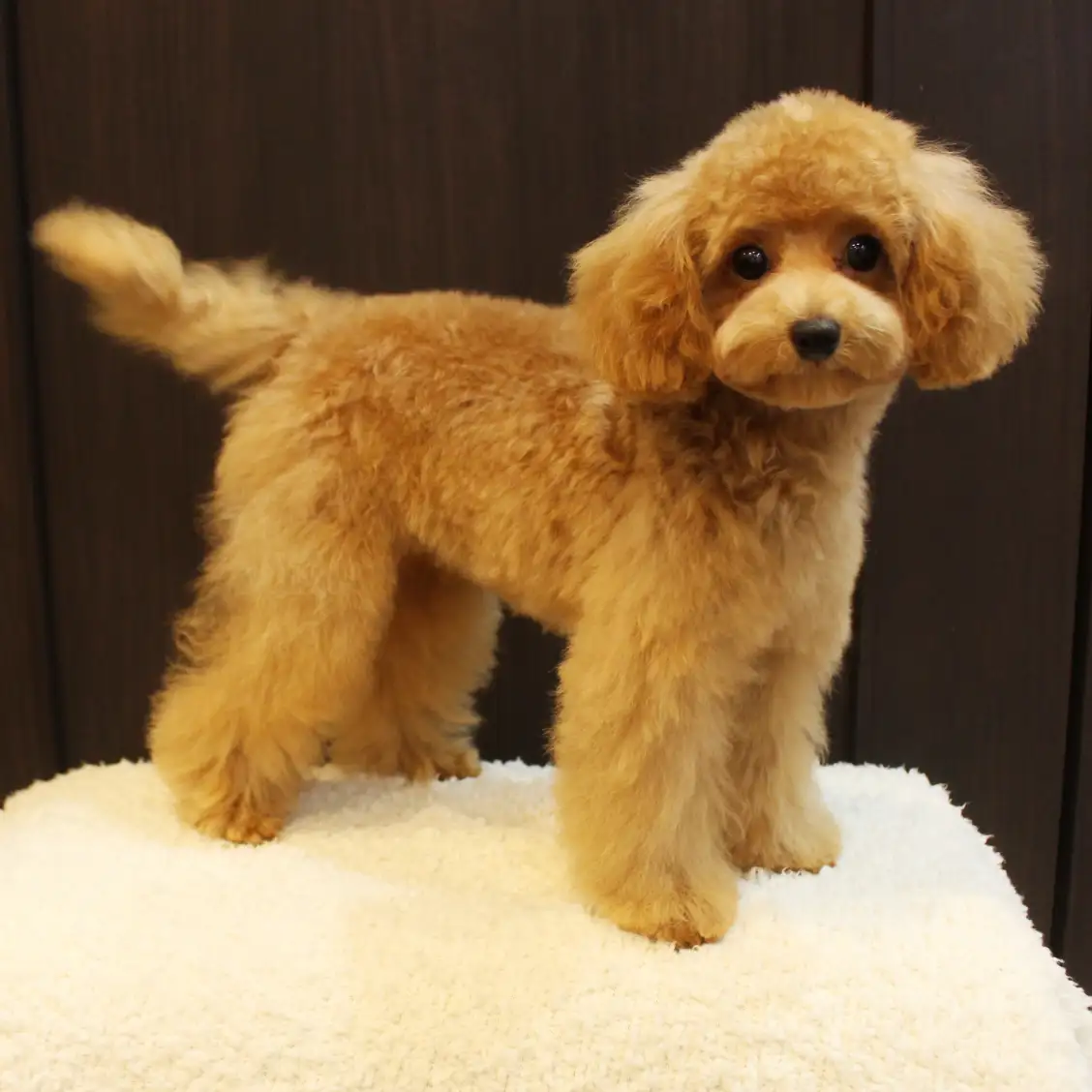 トイ・プードル