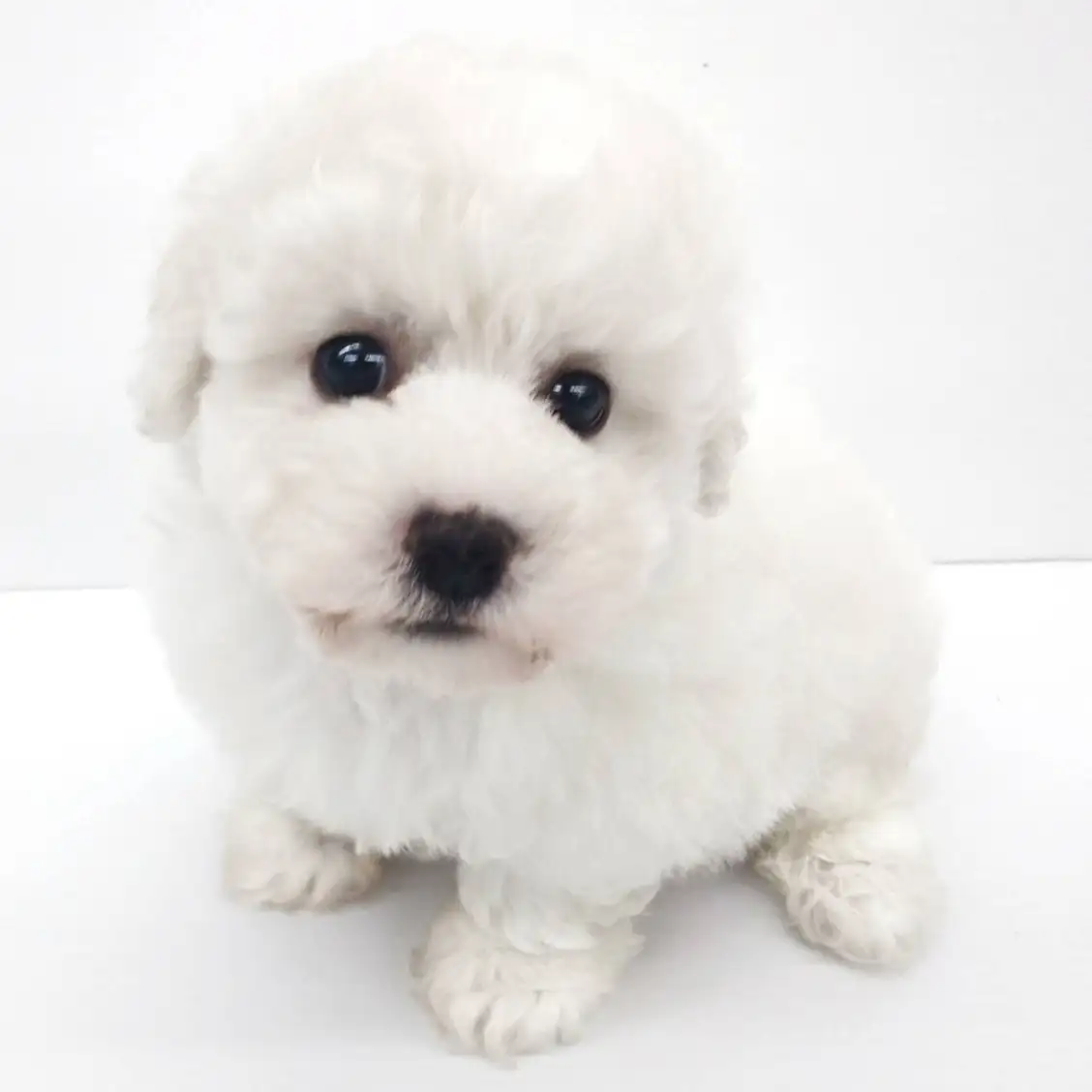 ビションフリーゼ