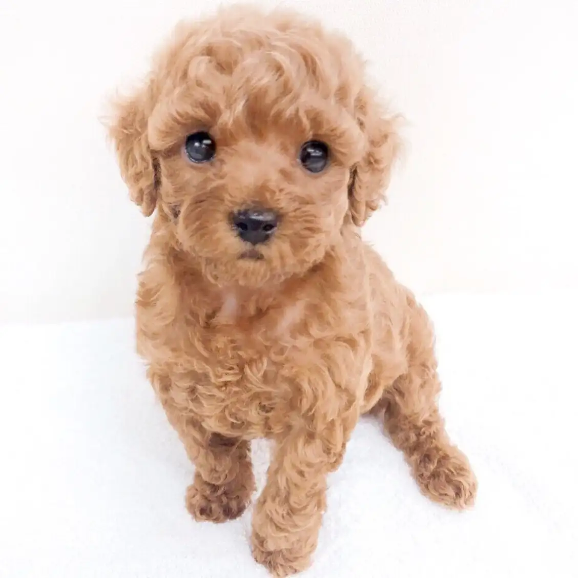 トイ・プードル