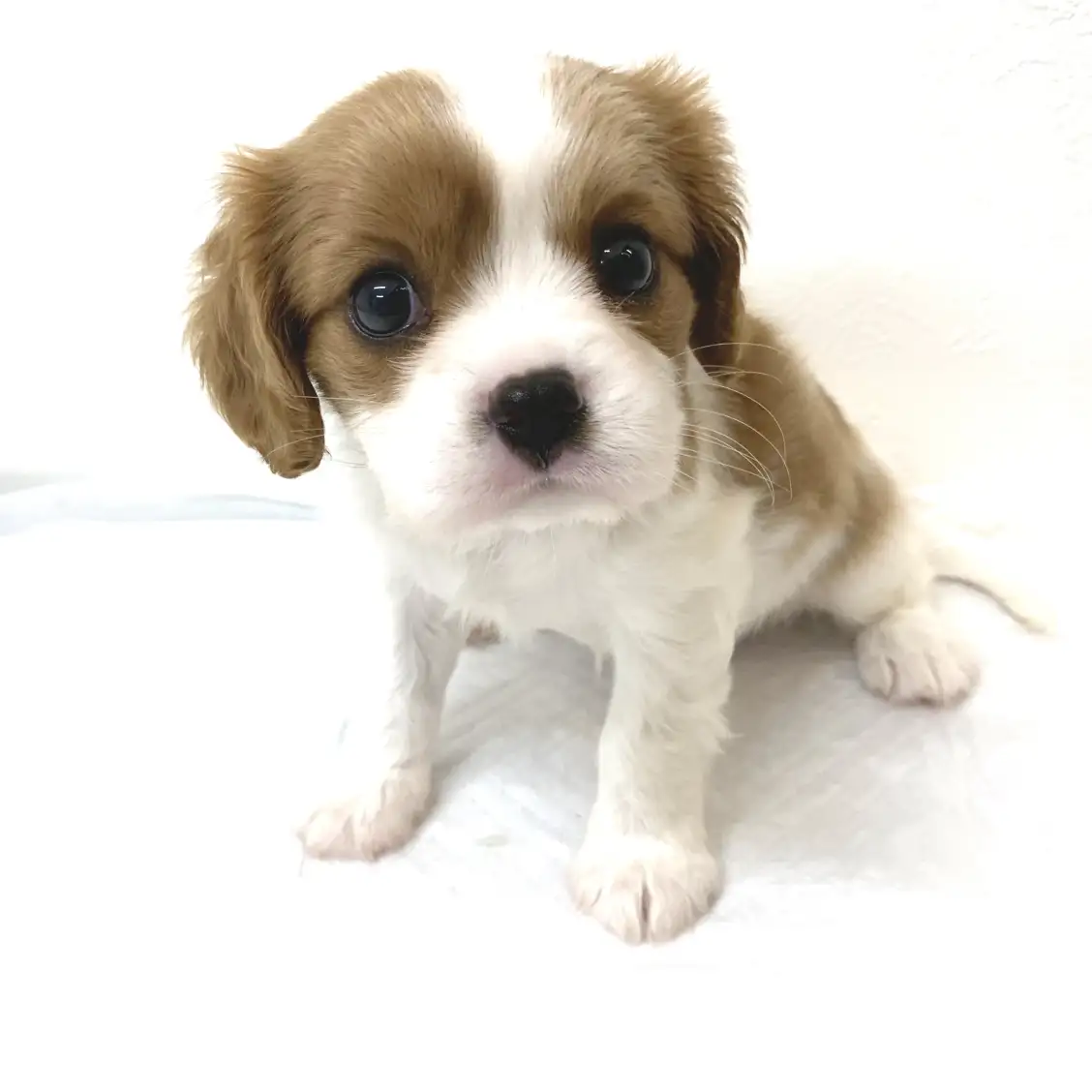 キャバリア・キングチャールズ・スパニエル