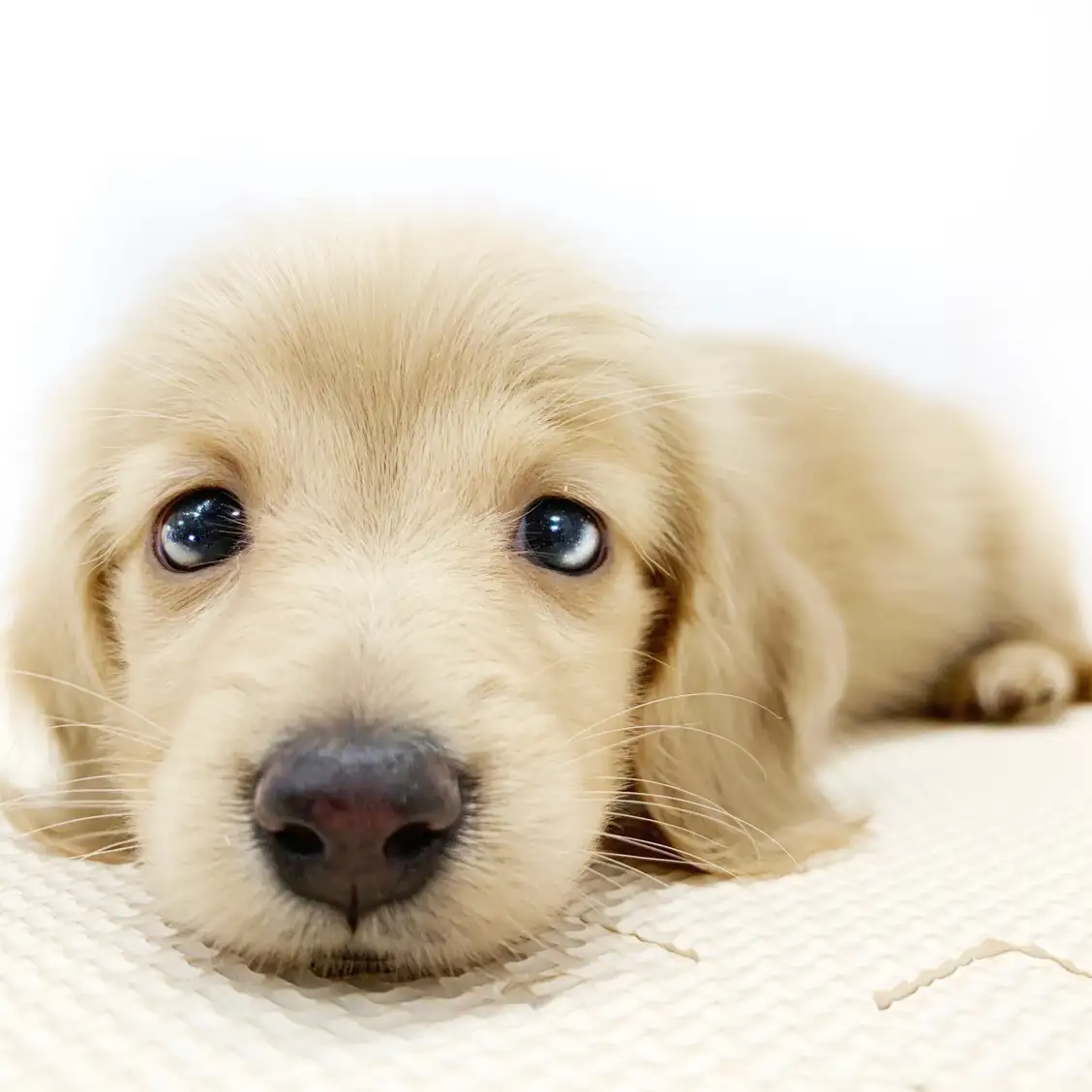 ミニチュア・ダックスフント