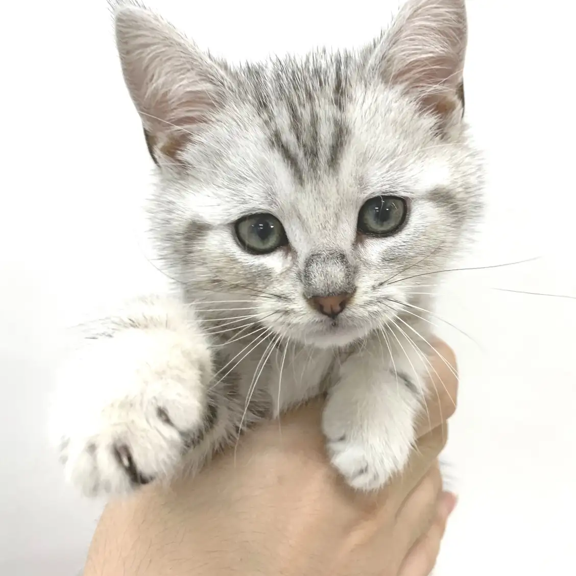 アメリカンショートヘア