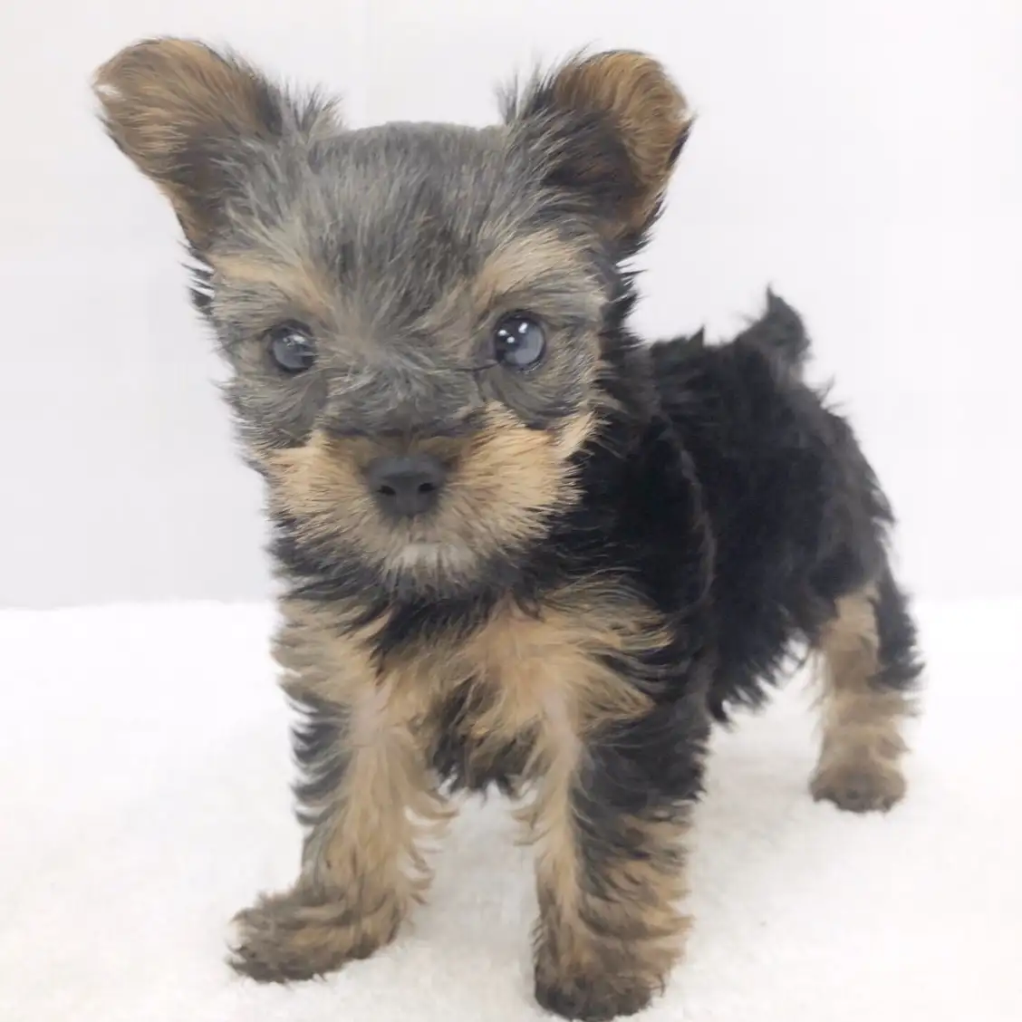 ヨークシャーテリア