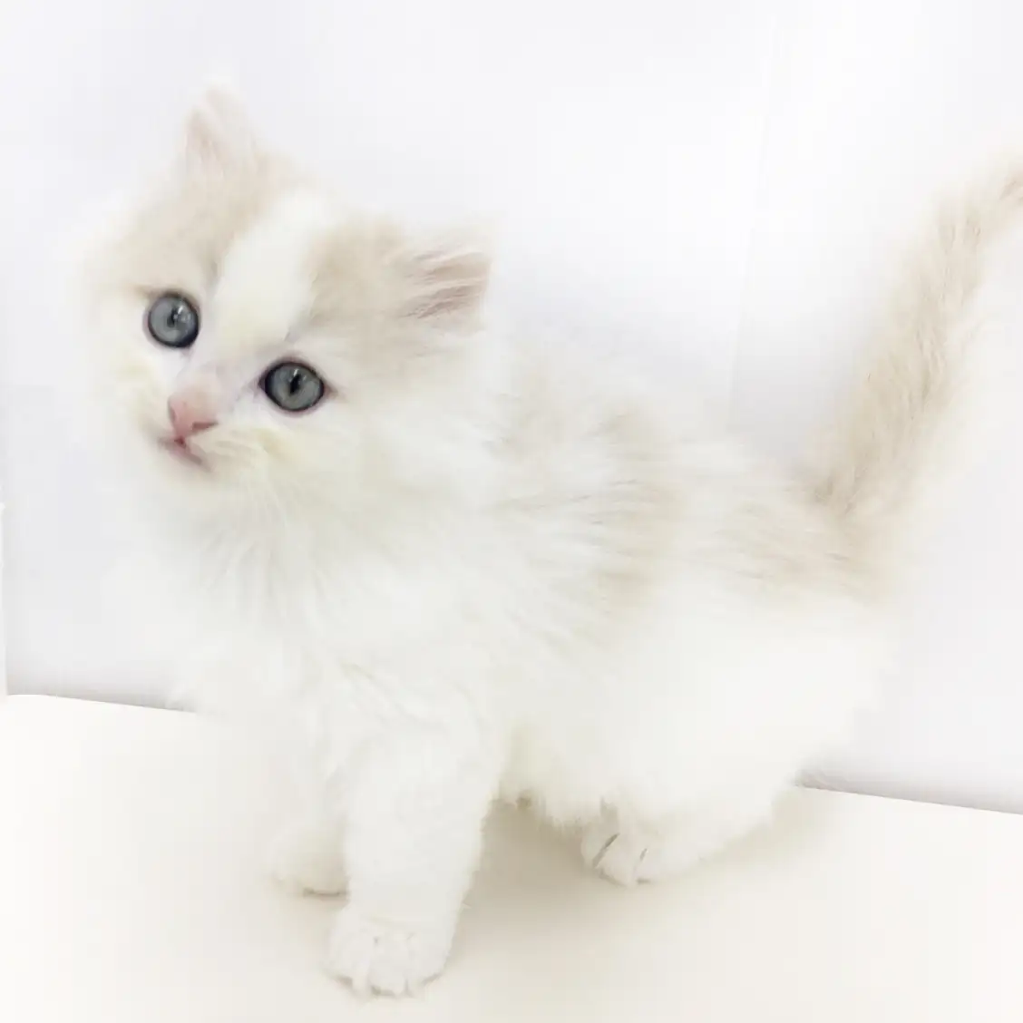 ノルウェージャンフォレストキャット