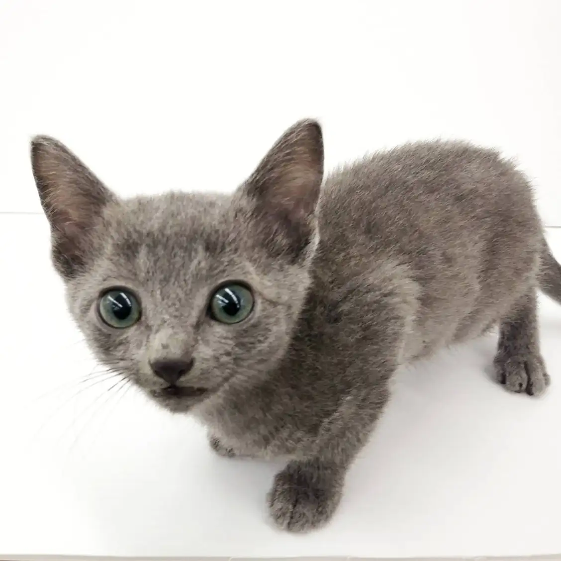 ロシアンブルー