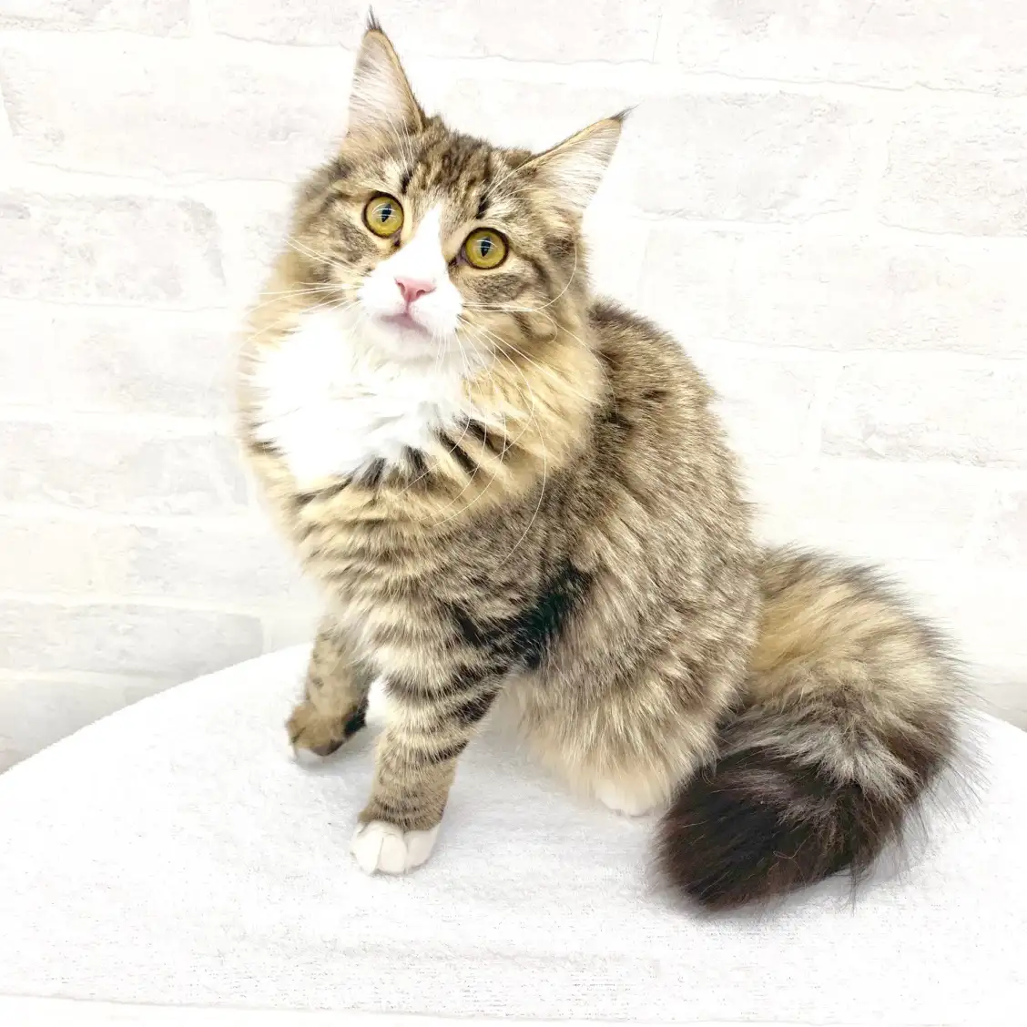 ノルウェージャンフォレストキャット