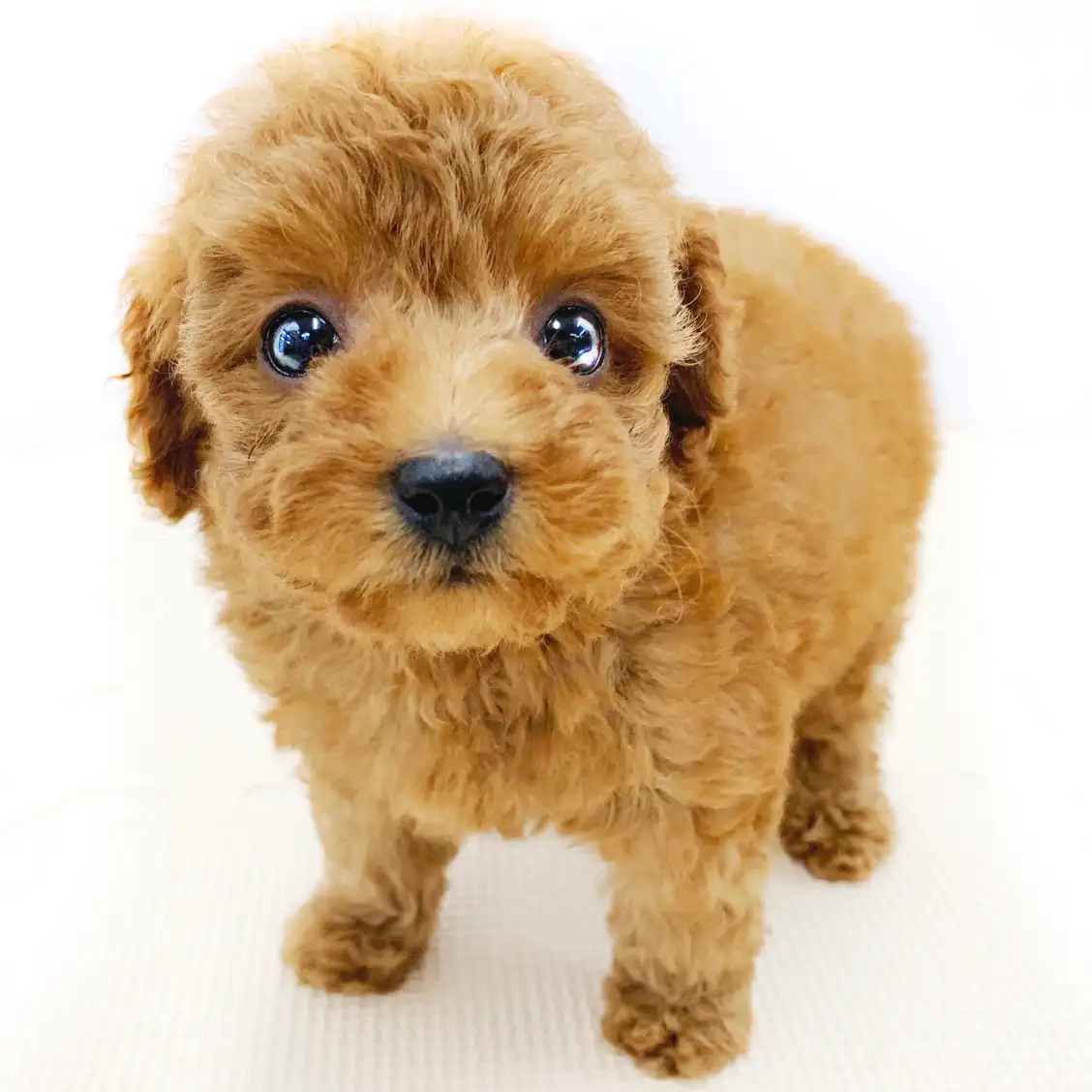 トイ・プードル