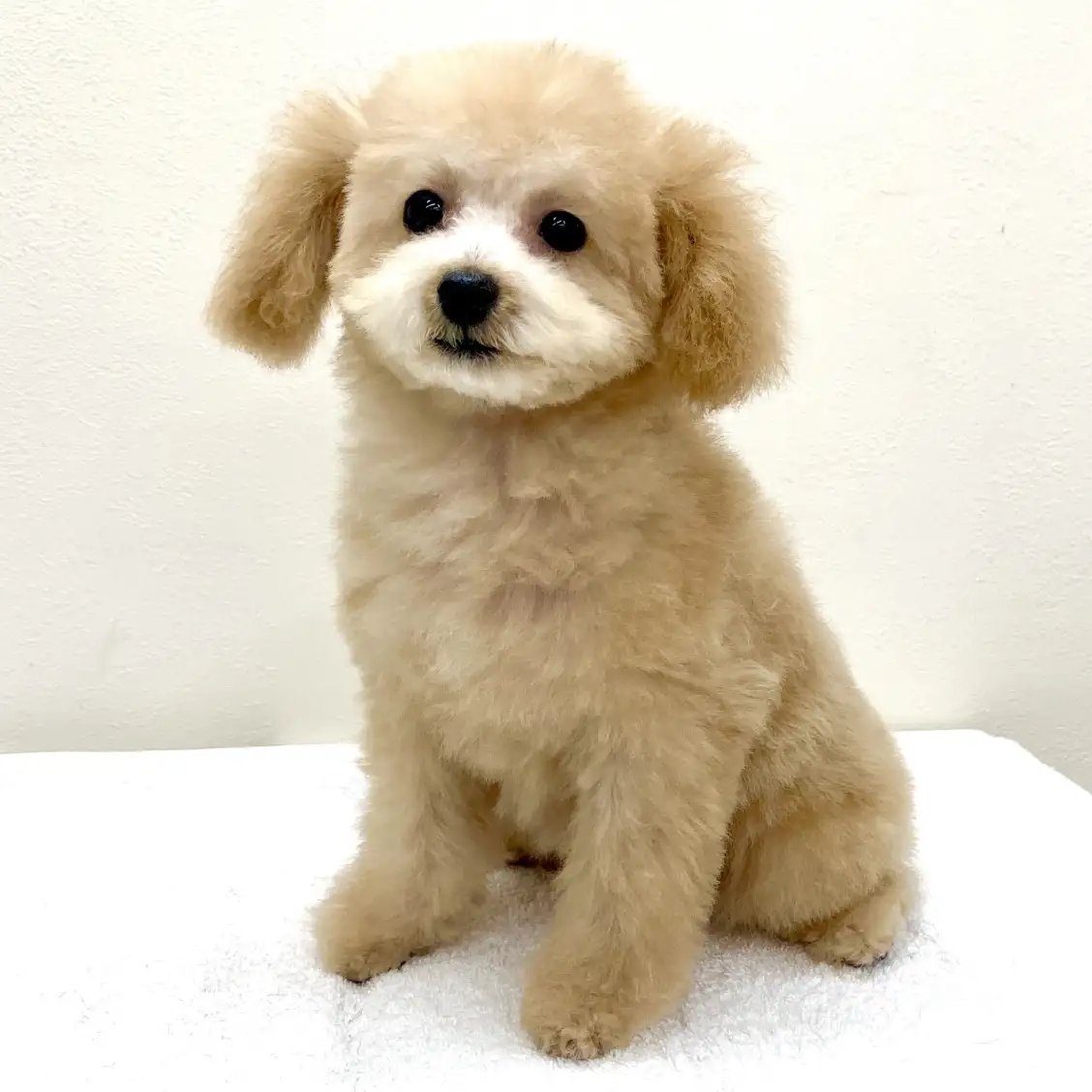 MIX(マルチーズ×トイプードル)