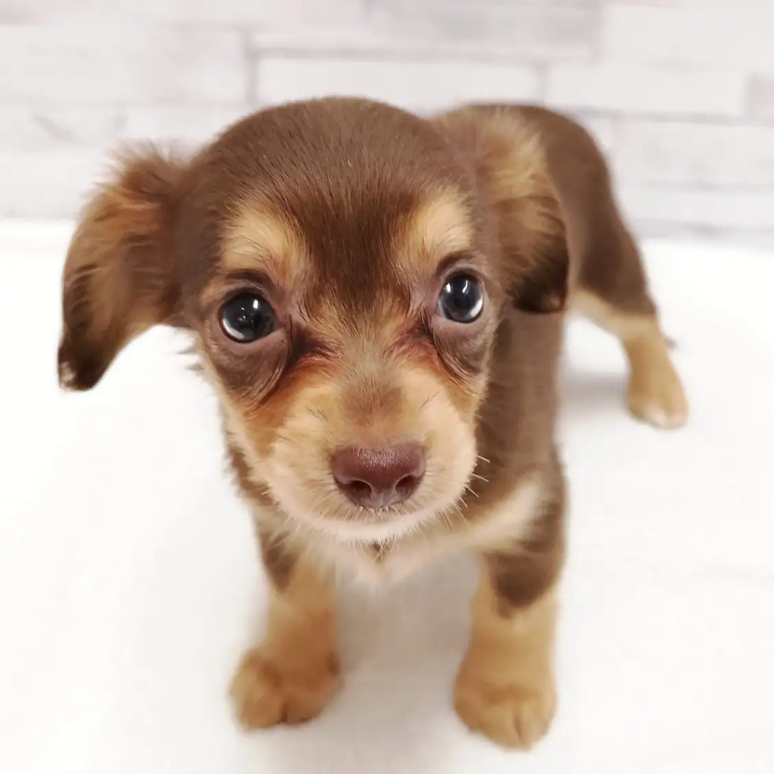 MIX(チワワ×ダックスフント)