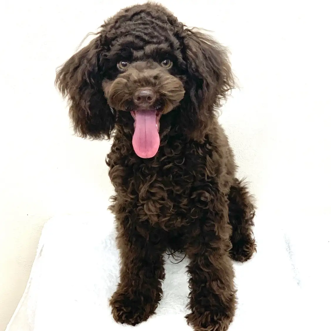 トイ・プードル