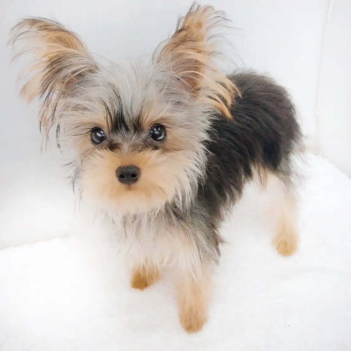 ヨークシャーテリア