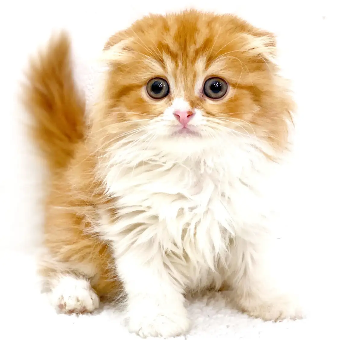 スコティッシュフォールド