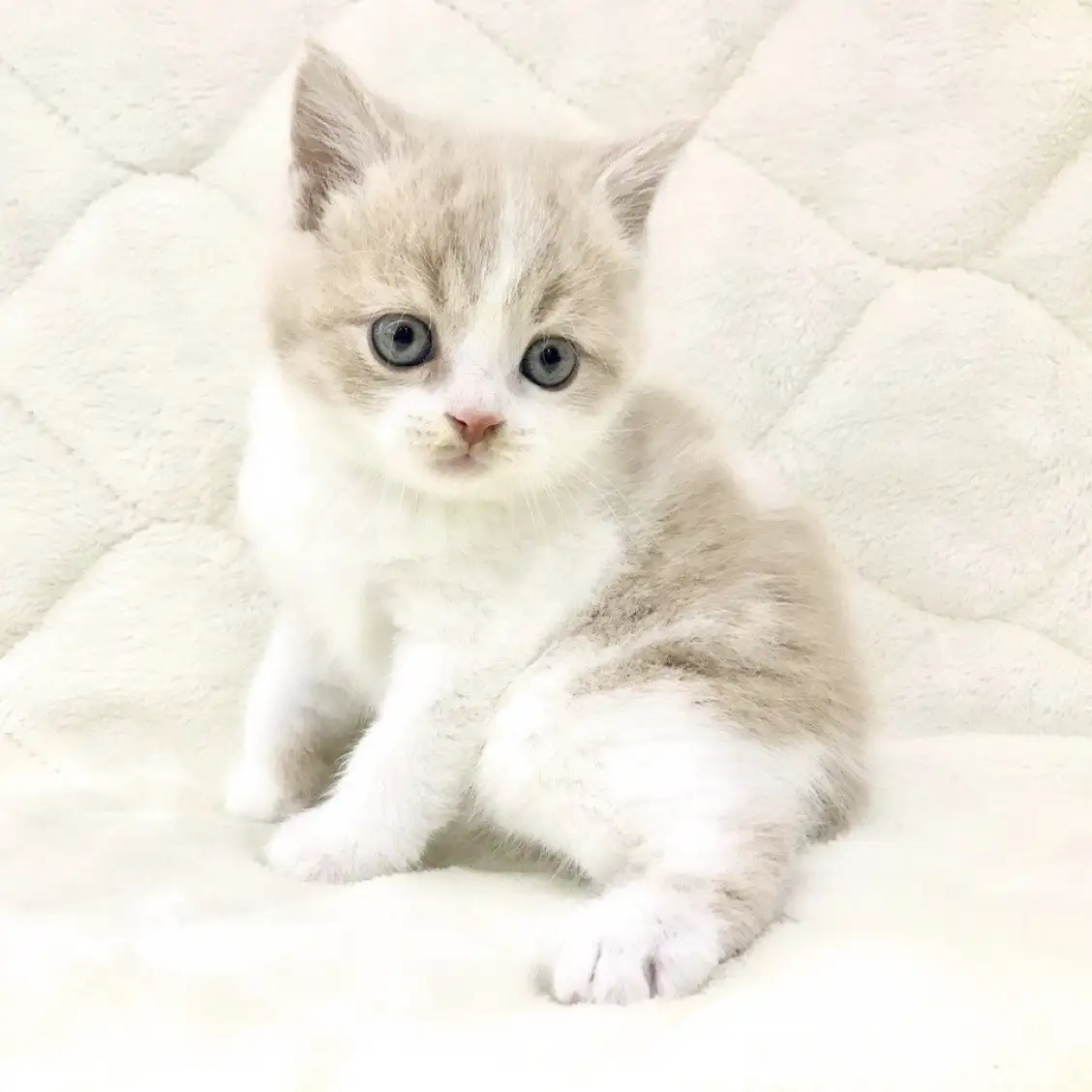 ブリティッシュショートヘア