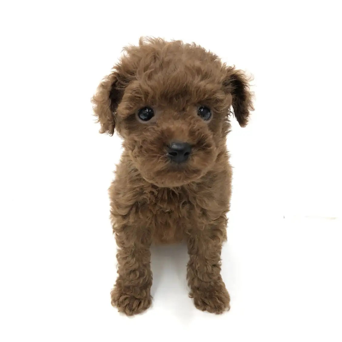 トイ・プードル