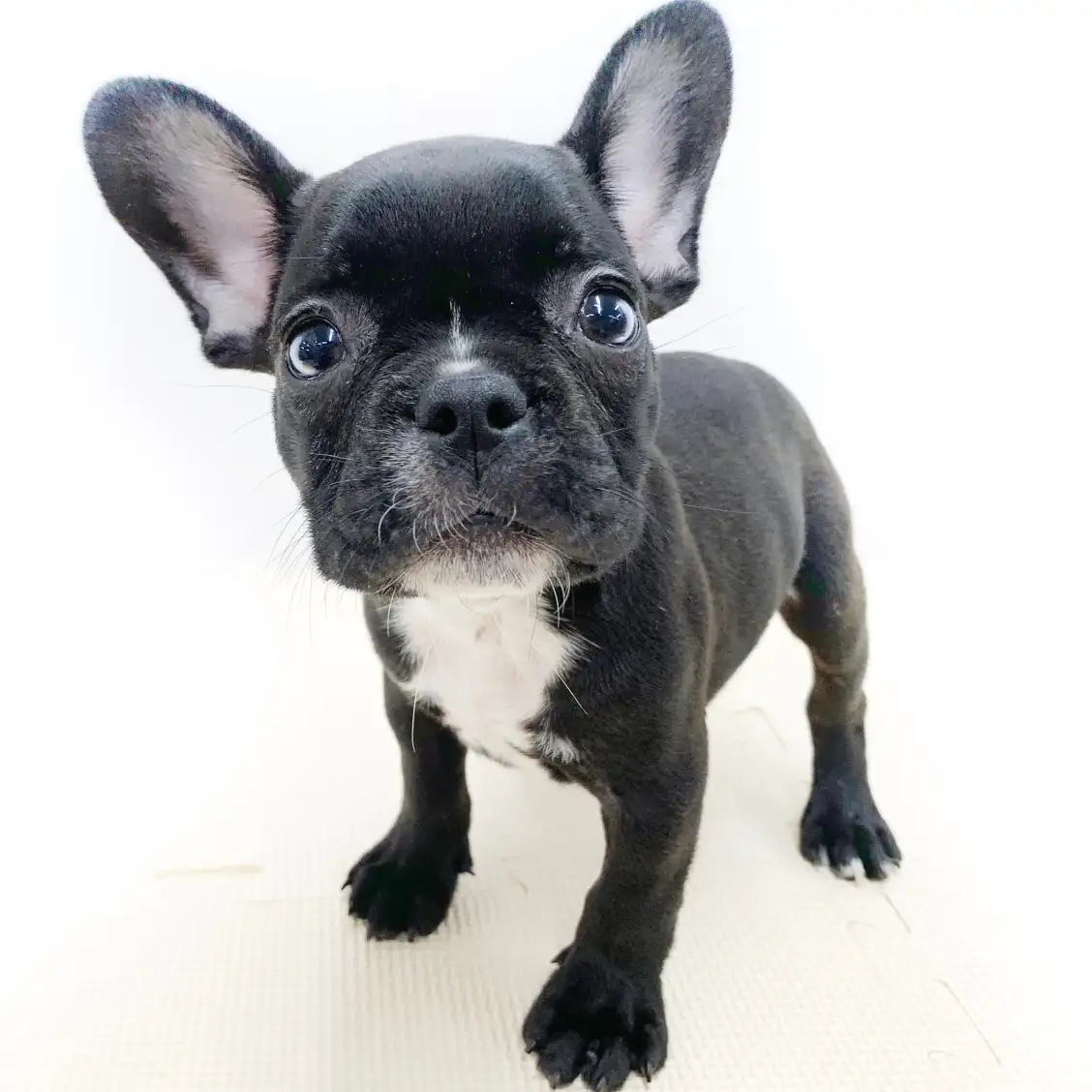 フレンチブルドッグ