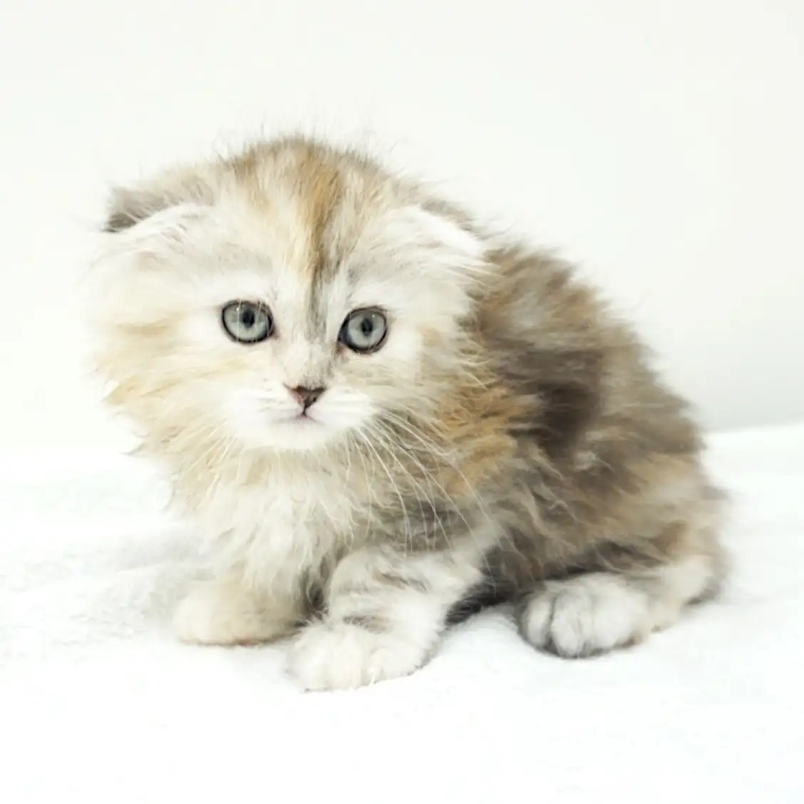 スコティッシュフォールド