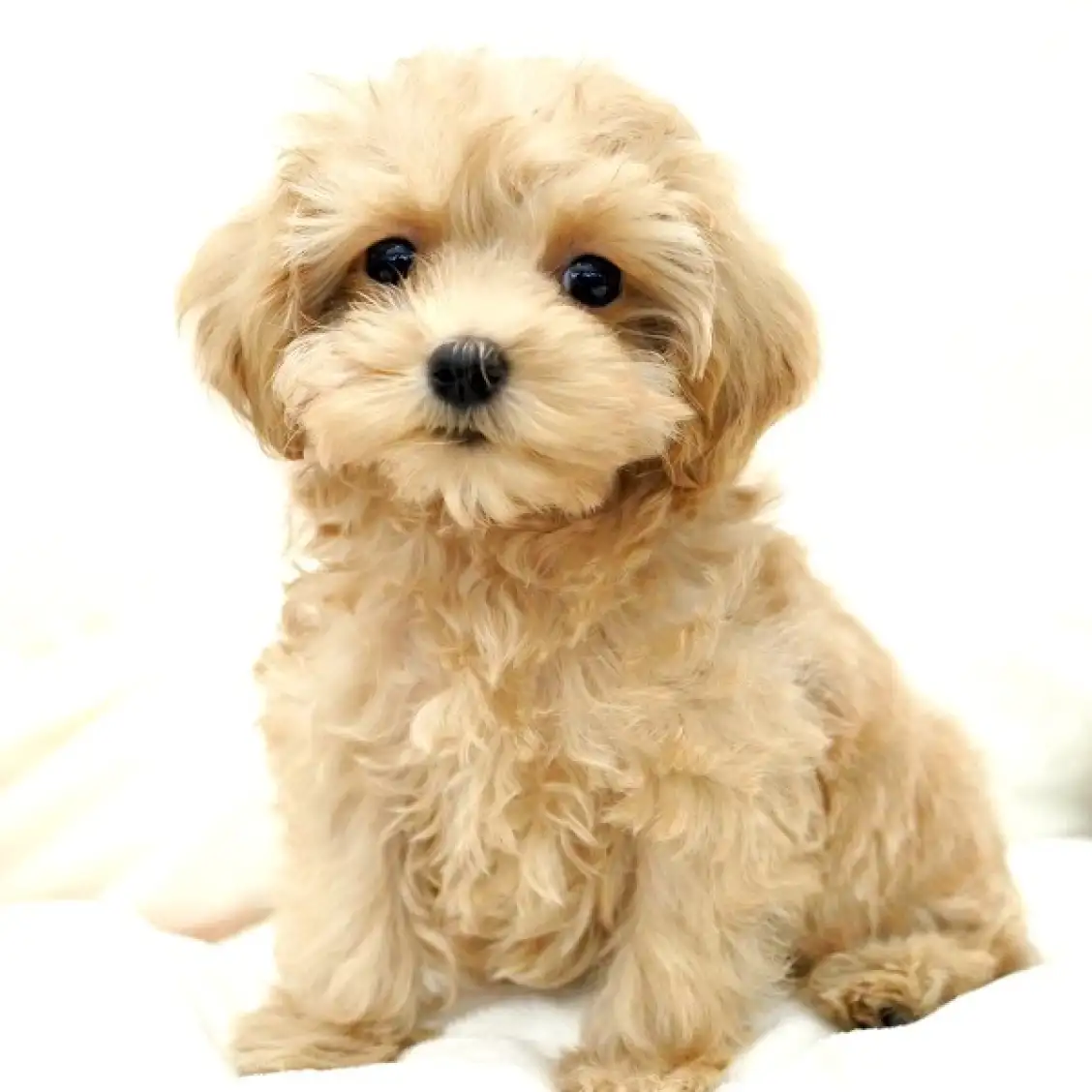 MIX(マルチーズ×トイプードル)