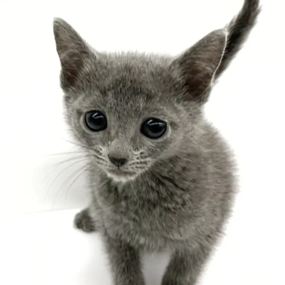 ロシアンブルー