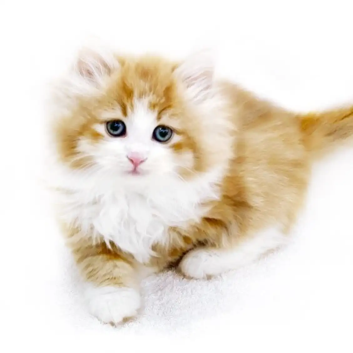 ノルウェージャンフォレストキャット