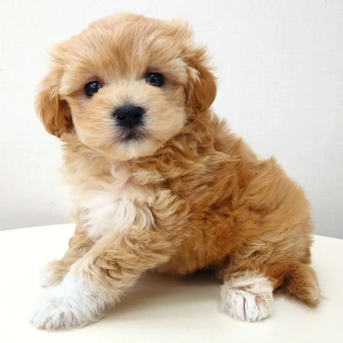 MIX(マルチーズ×トイプードル)