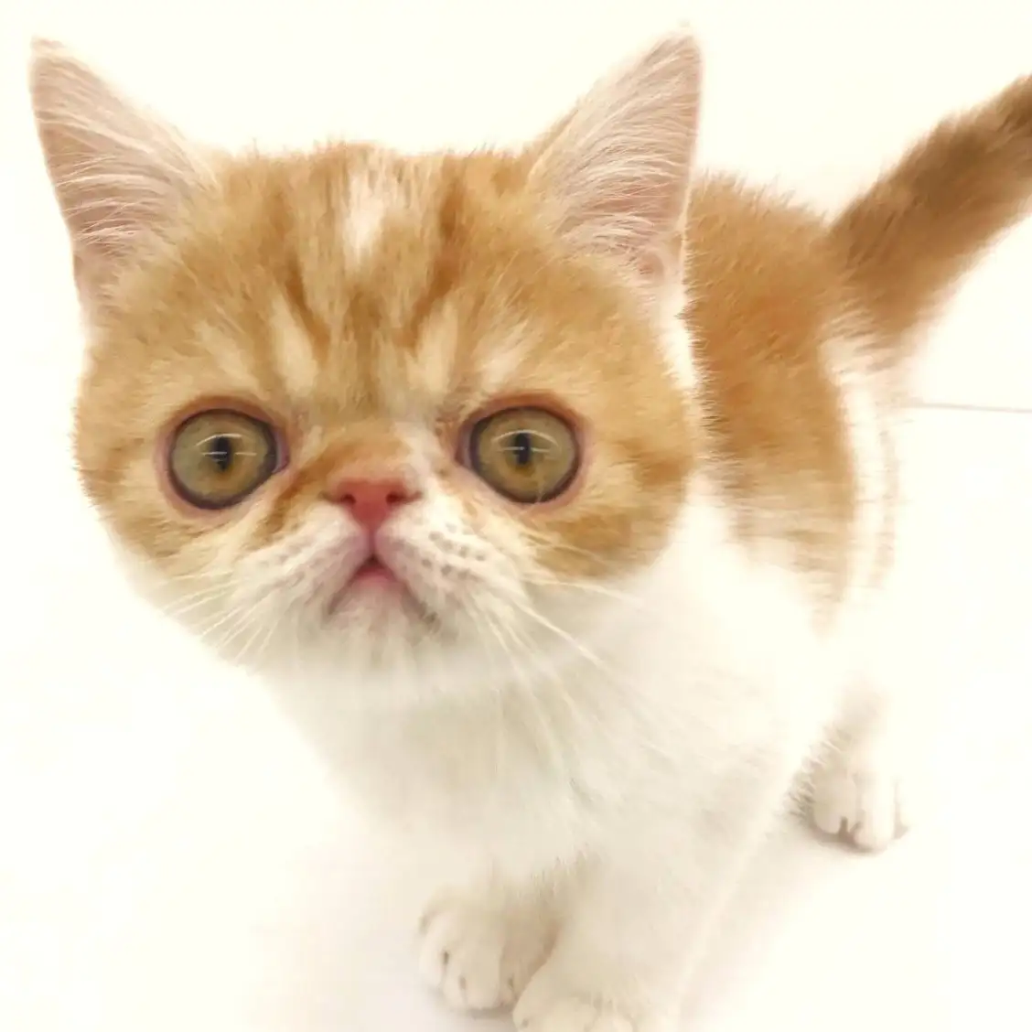 エキゾチックショートヘア