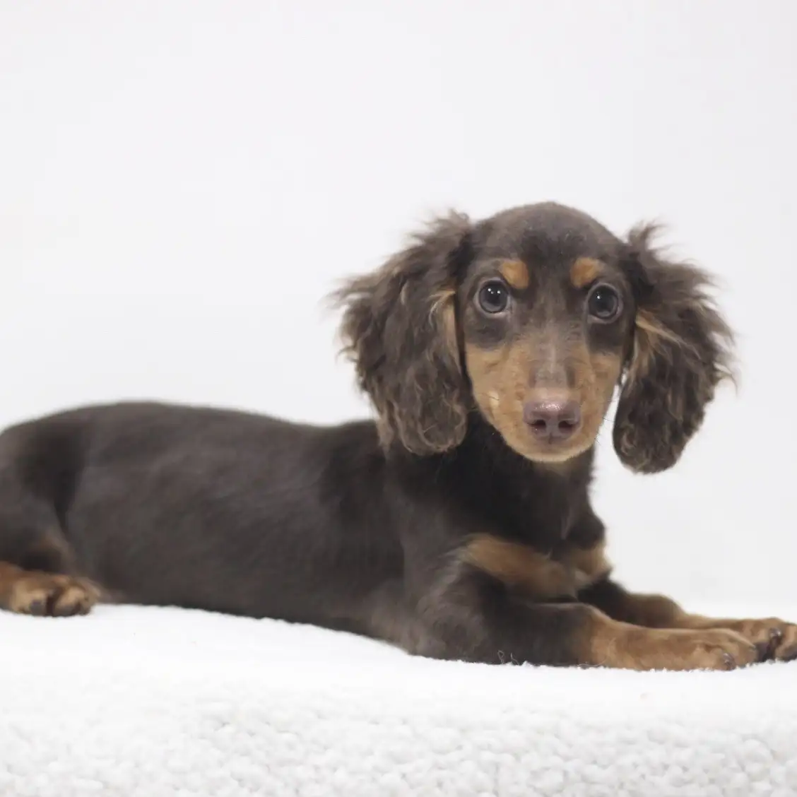 カニンヘン・ダックスフント