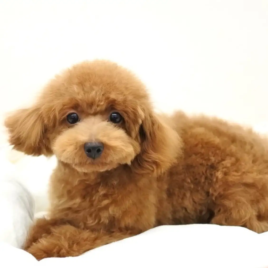 トイ・プードル