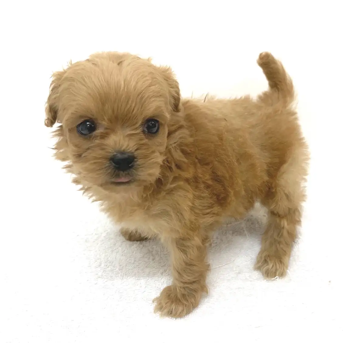 MIX(トイプードル×ペキニーズ)