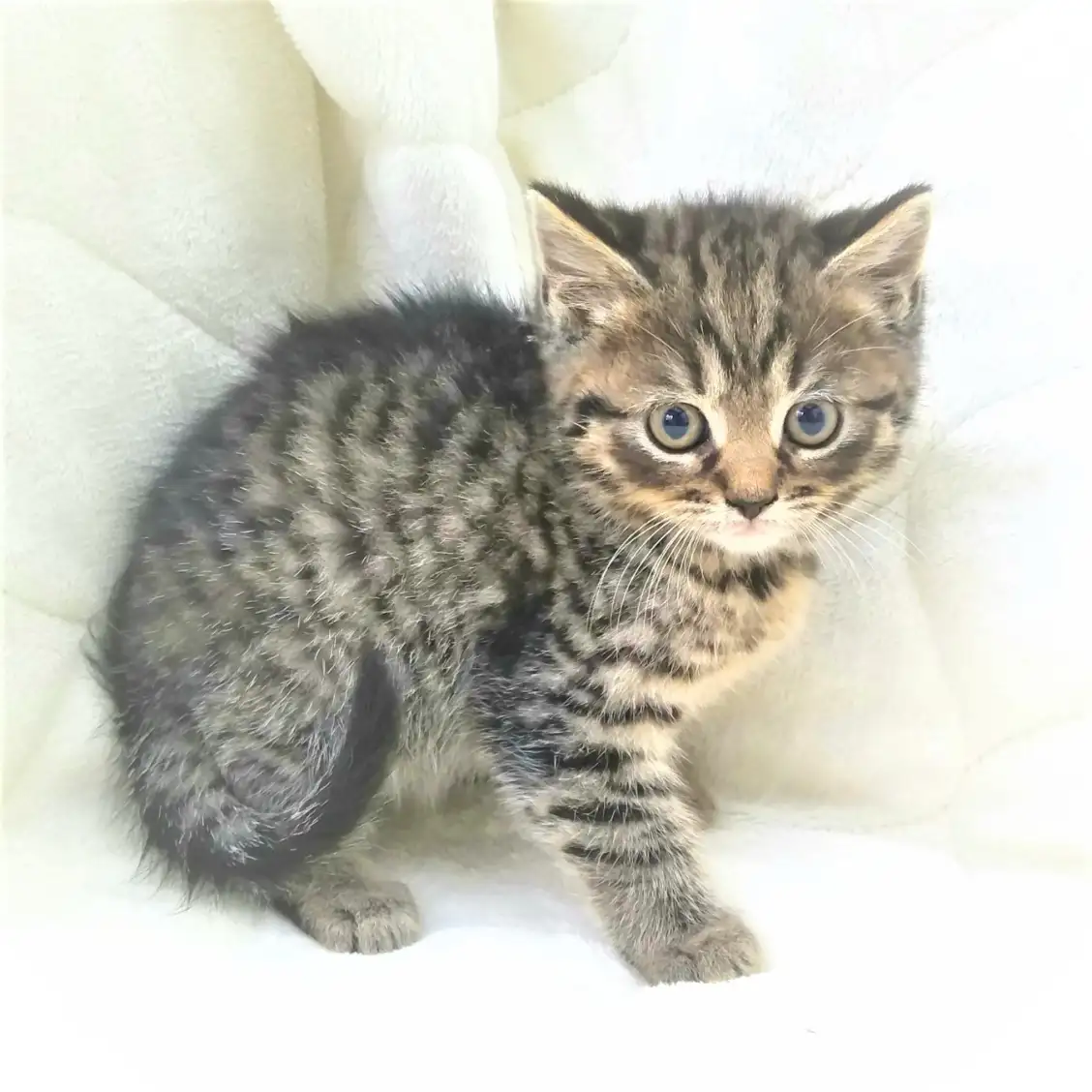 スコティッシュフォールド