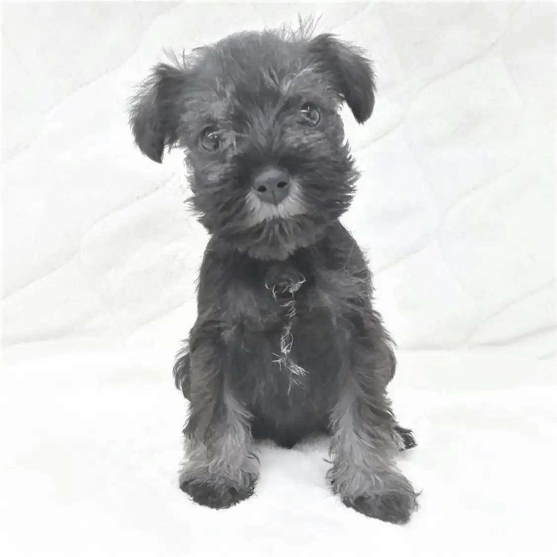 ミニチュア・シュナウザー