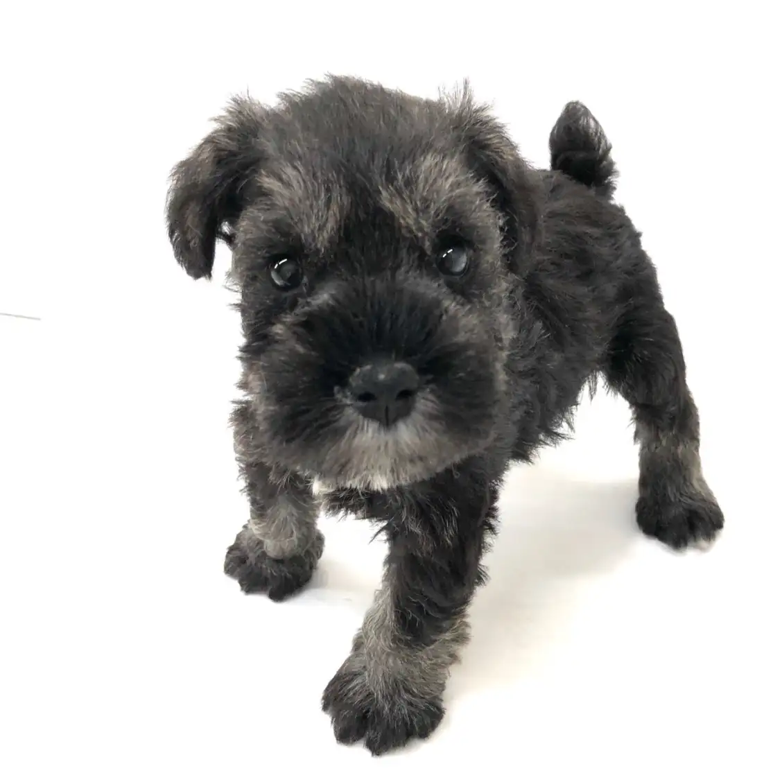 ミニチュア・シュナウザー