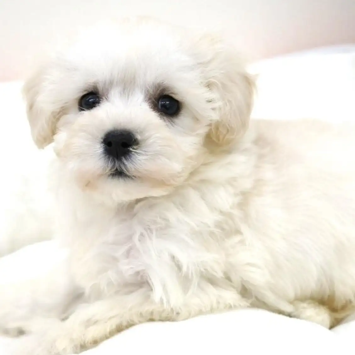 MIX(マルチーズ×トイプードル)