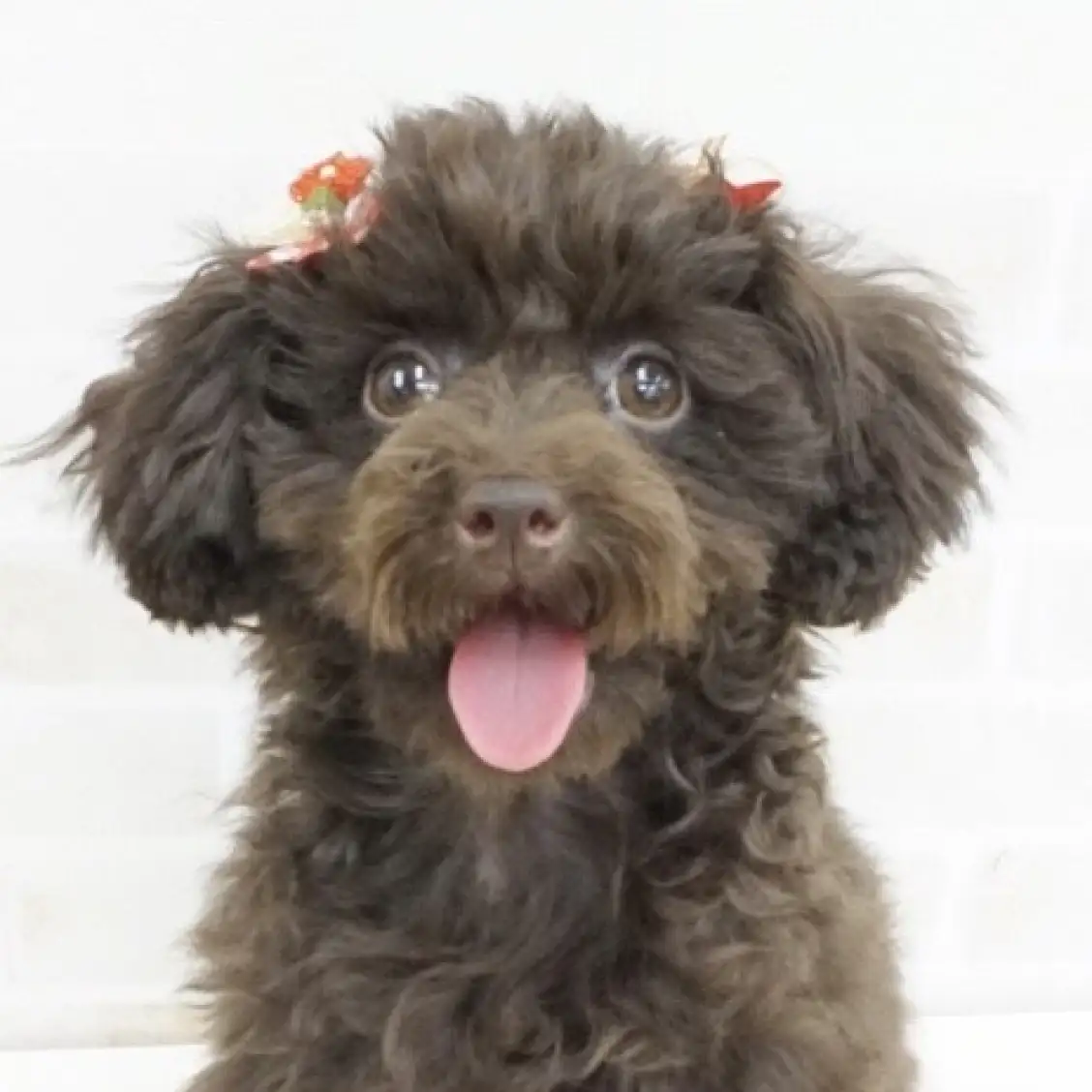 トイ・プードル