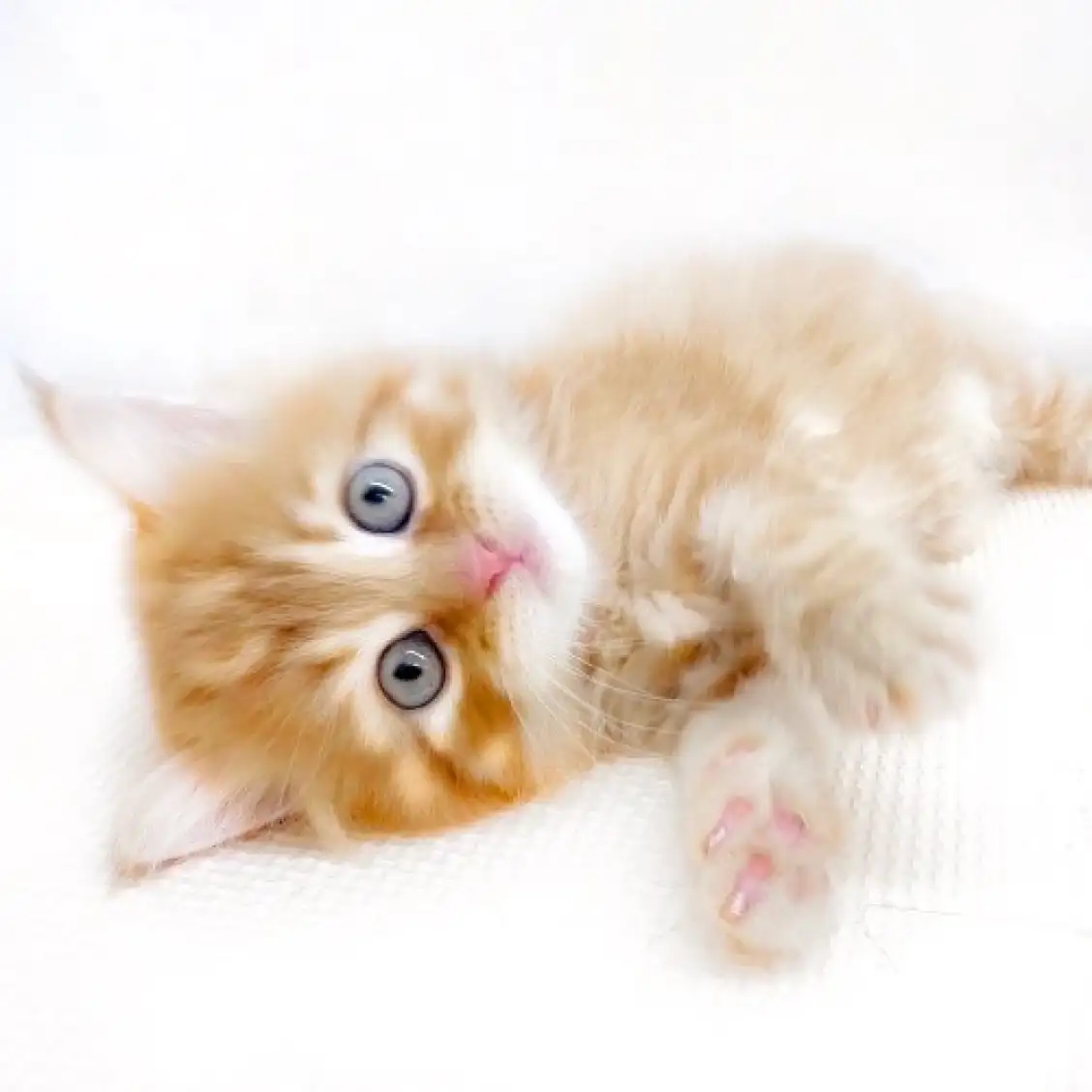 スコティッシュフォールド