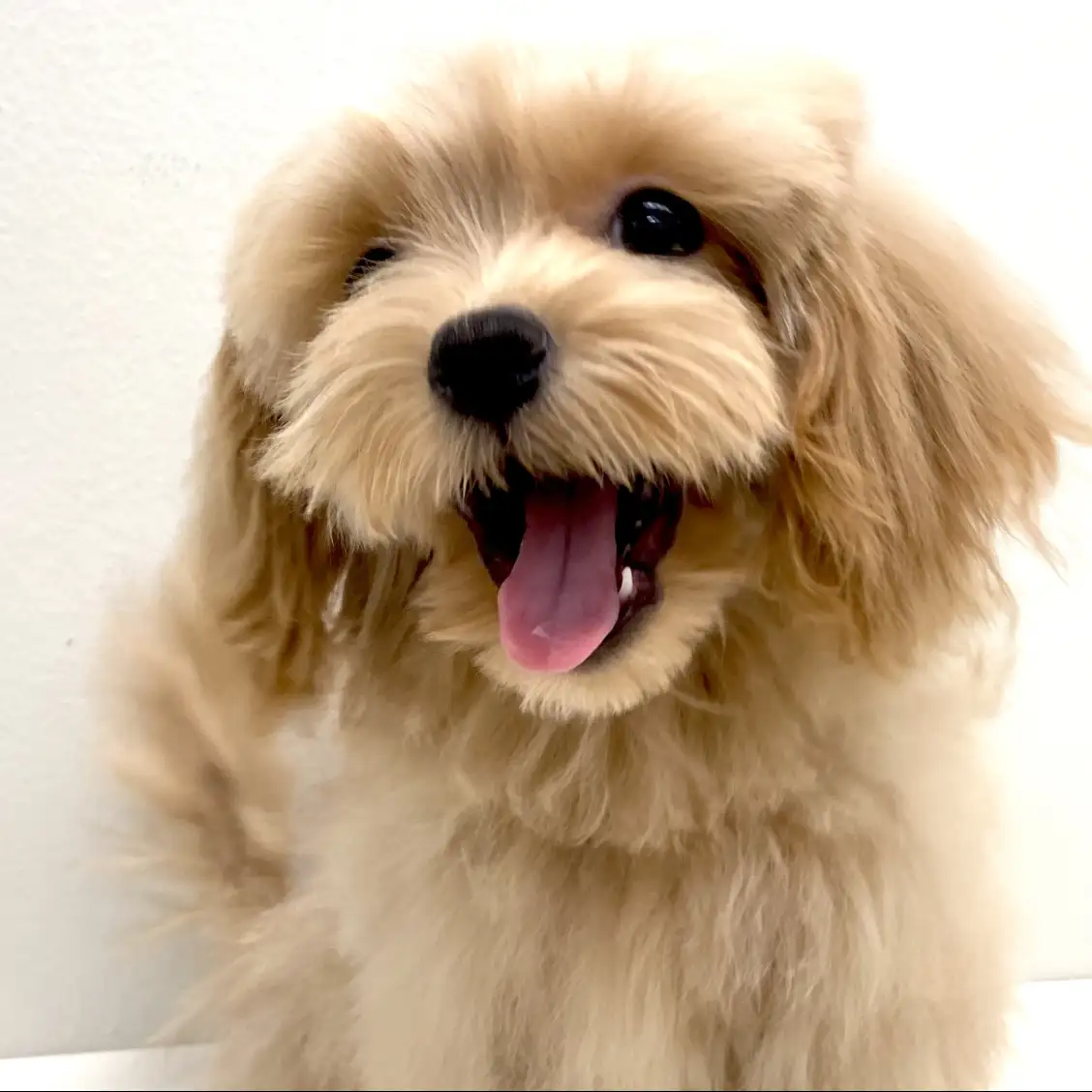 MIX(マルチーズ×トイプードル)