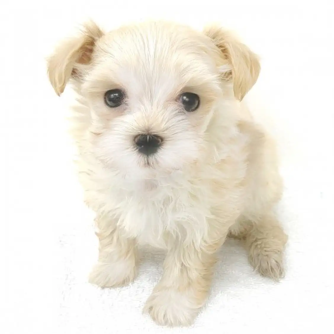 MIX（トイプードル×マルチーズ）