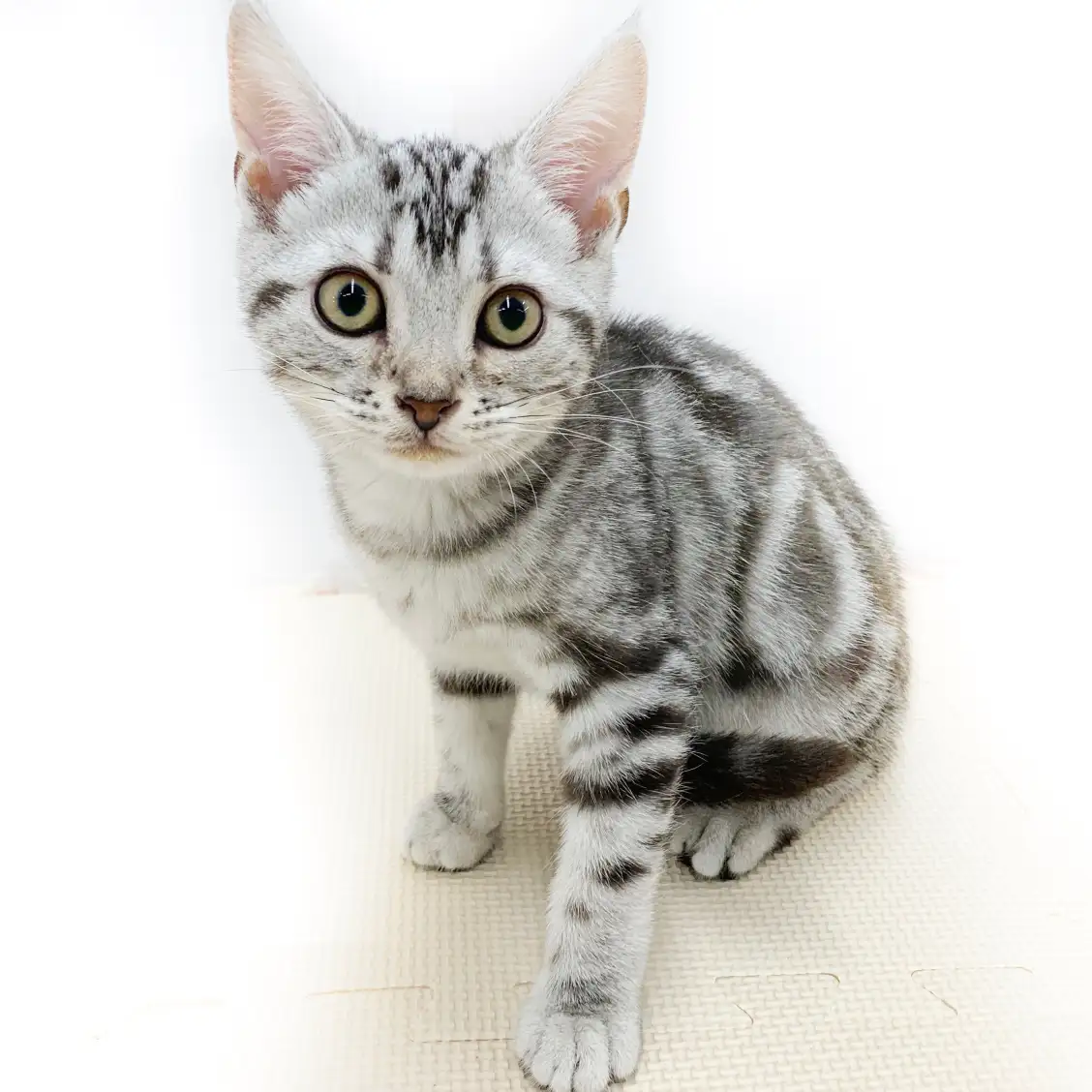 アメリカンショートヘア