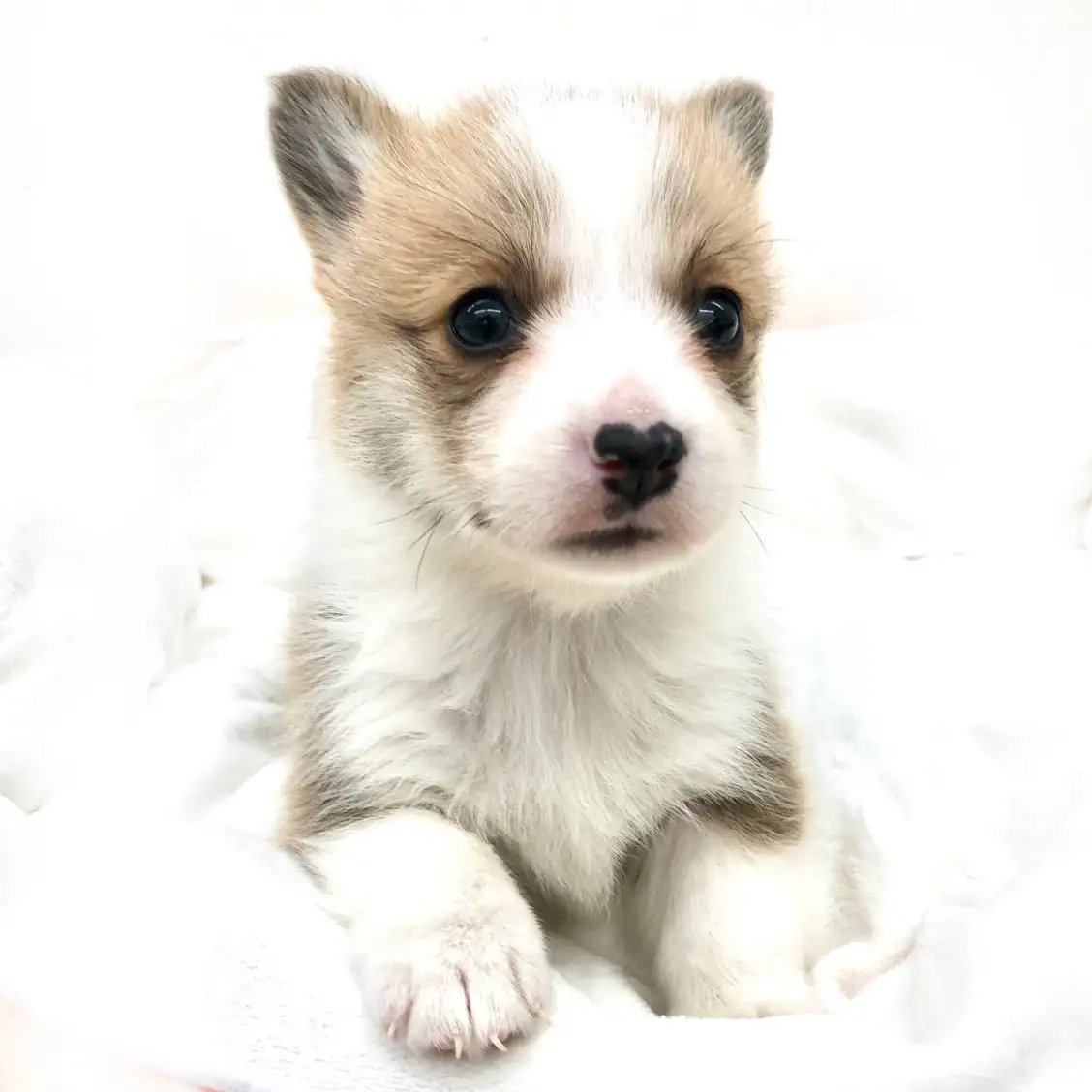 ウェルシュコーギーペンブローク