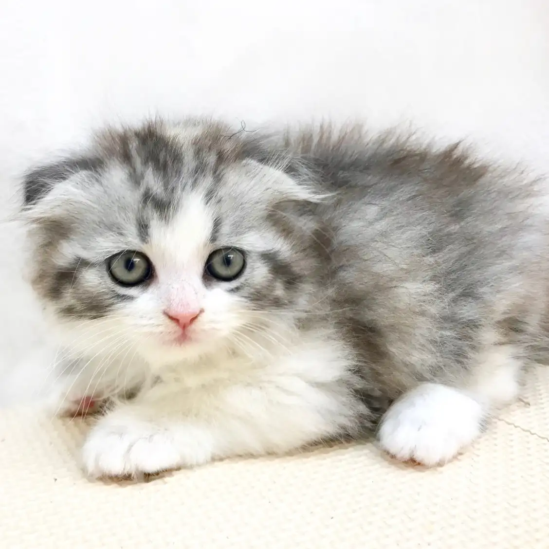 スコティッシュフォールド