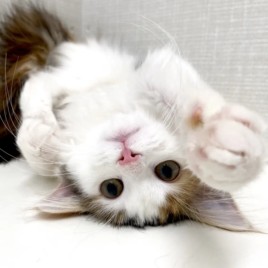 ノルウェージャンフォレストキャット