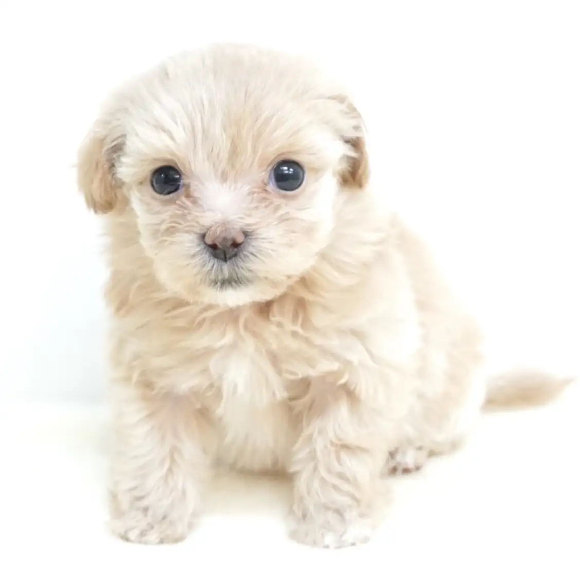 MIX(マルチーズ×トイプードル)