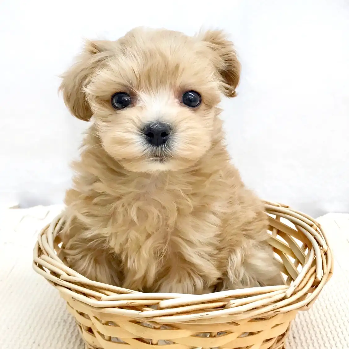 MIX(マルチーズ×トイプードル)