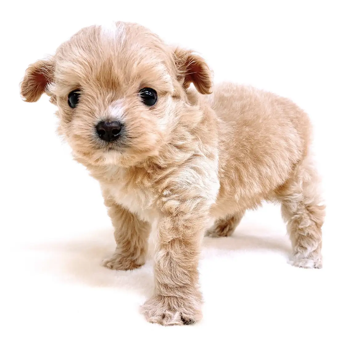 MIX（チワワ×トイプードル）