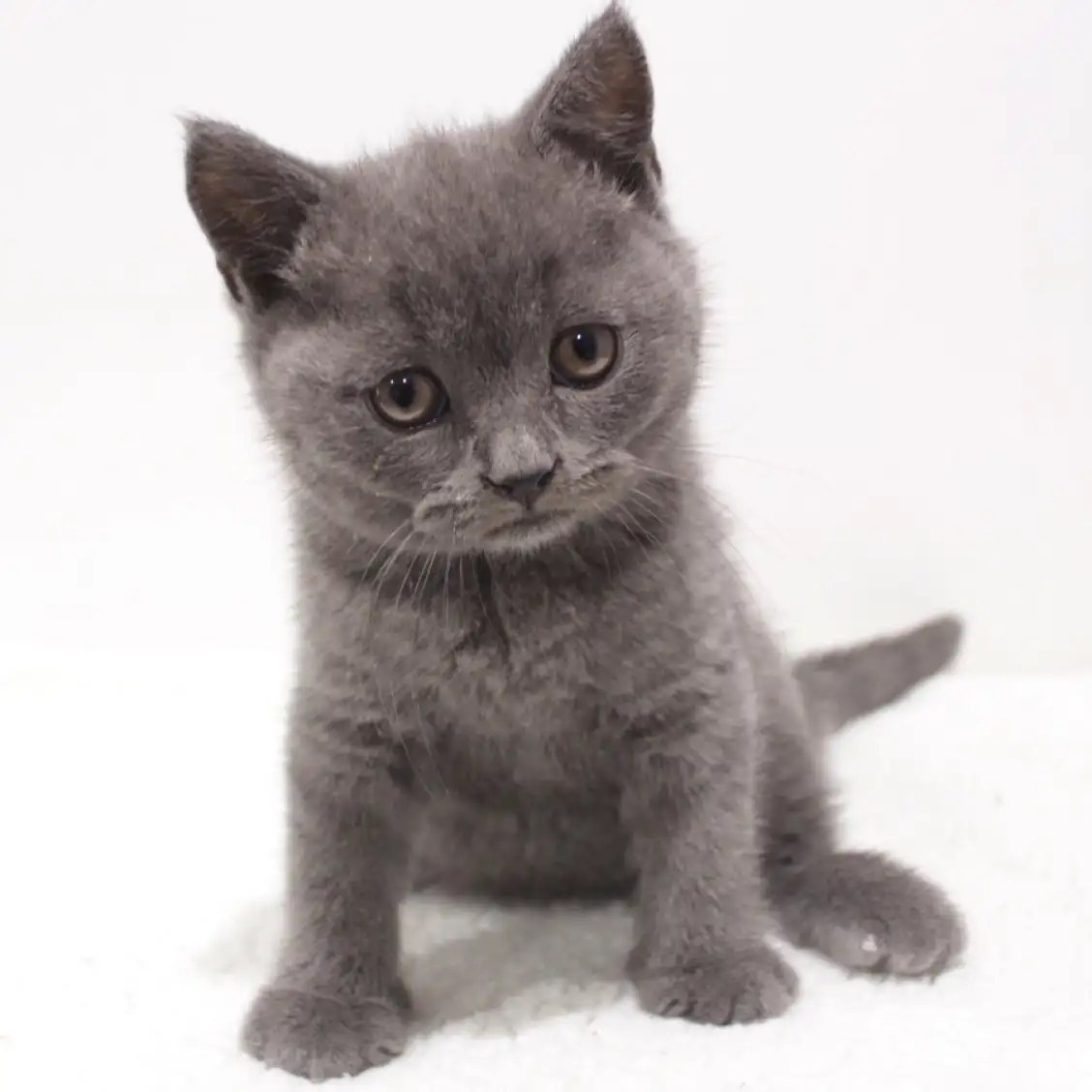 ブリティッシュショートヘア