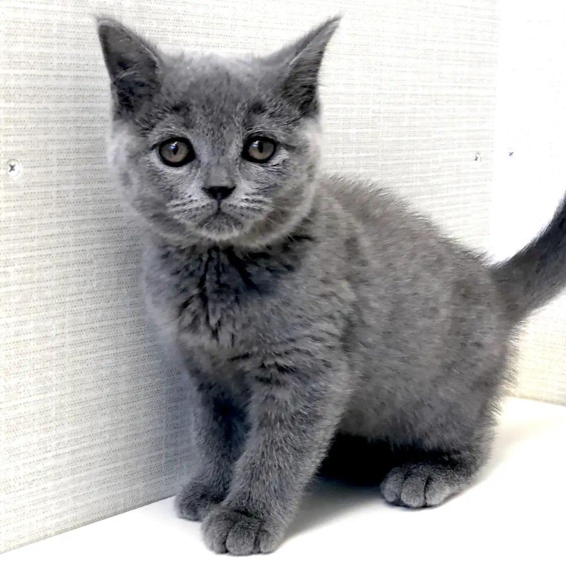 ブリティッシュショートヘア