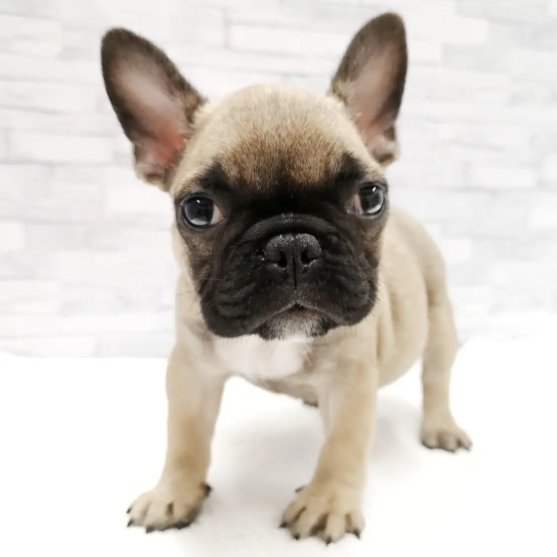 フレンチブルドッグ